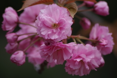 山形の桜尽くし-13