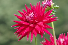 秋田のダリア-15・620