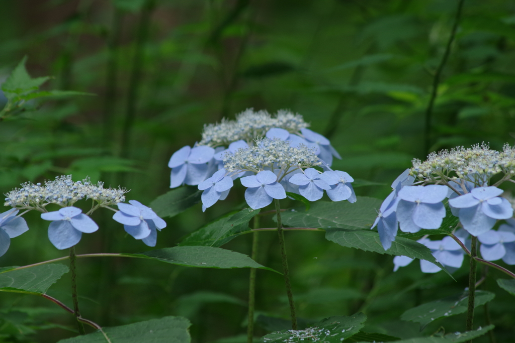 梅雨空のエゾアジサイ