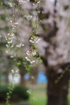 山形の桜尽くし-3