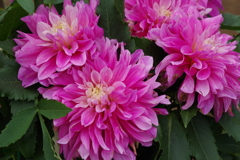 秋田のダリア-彩乃