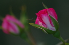 家の周りで-5/29のミニ薔薇