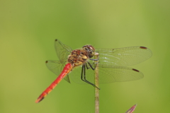 秋の野草園-トンボ