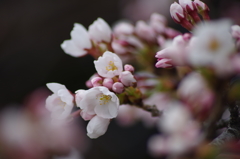 山形市に桜前線到達-2