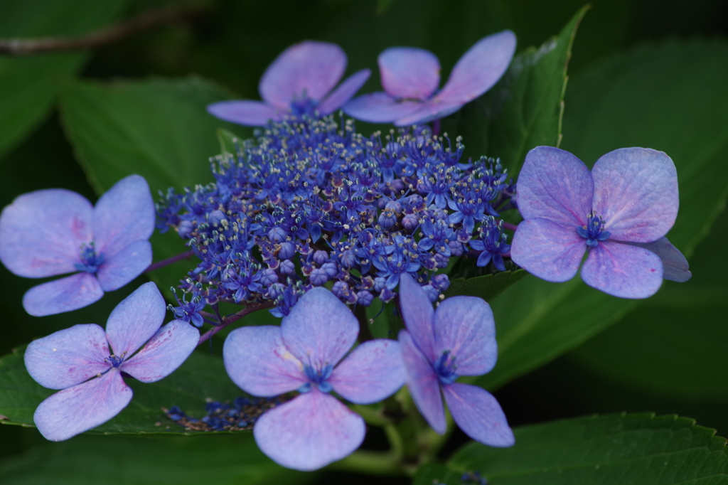 紫陽花