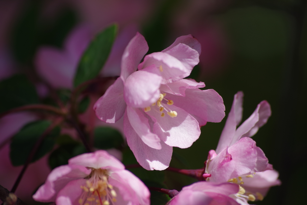 花海棠にくらくら-1