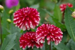 秋田のダリア-36