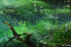 青と緑の神の池－丸池様4
