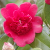 花散歩‐椿2