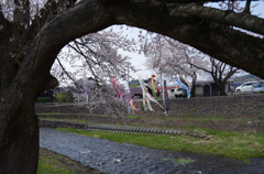 洗沢川・桜