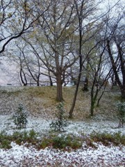 まだ淡雪