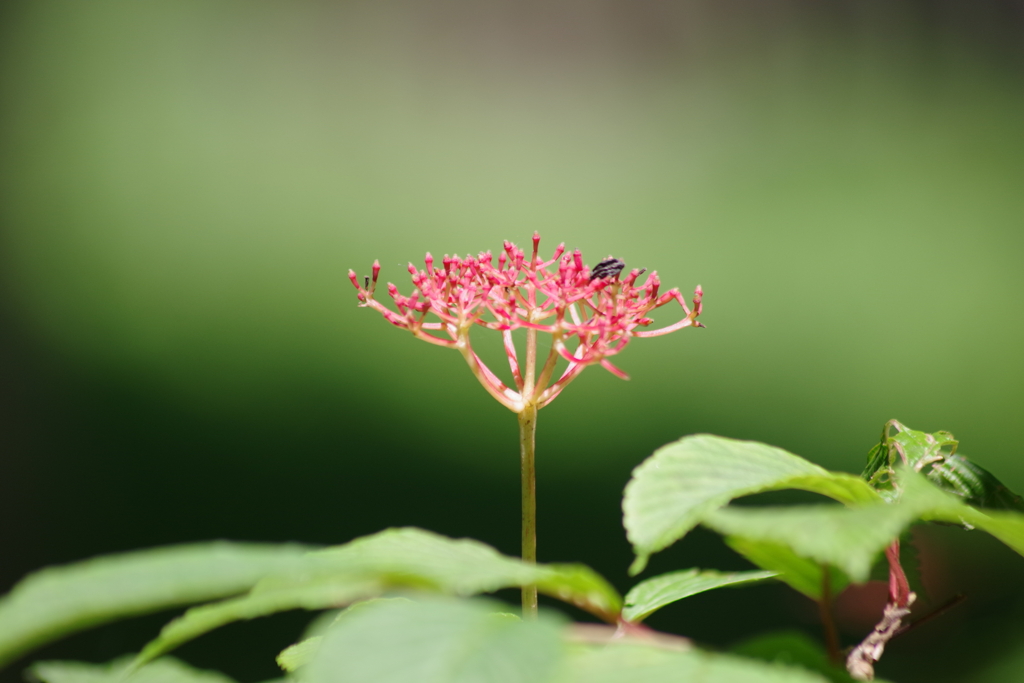 盛夏の野草園‐ケナシヤブデマリの花の後