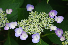 梅雨空に似合う花-紫陽花9