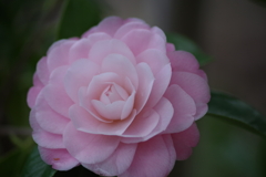 春を待つ心‐椿8