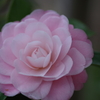 春を待つ心‐椿8