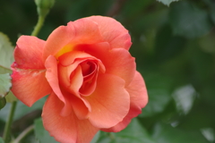 花散歩-オレンジのバラ