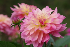 山形のダリア‐春酔