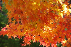 野草園のモミジ-3