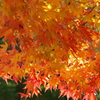 野草園のモミジ-3