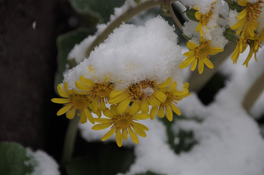 雪の中の花散歩₋ツワブキ