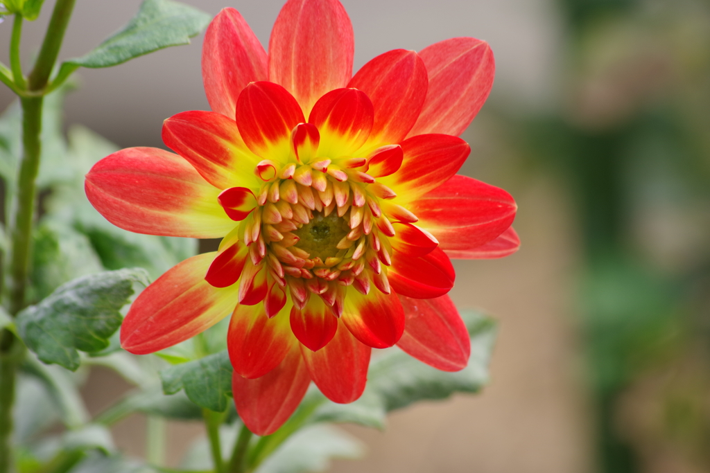 花散歩-オレンジ色のダリア