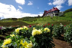 秋田国際ダリア園-1