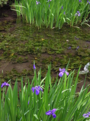 カキツバタの庭園-1