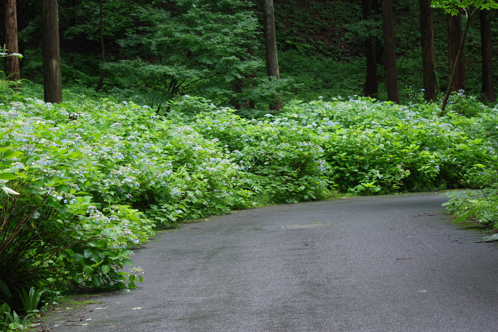 紫陽花の路