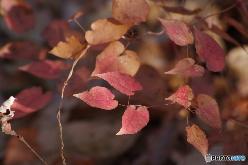 イカリソウの紅葉