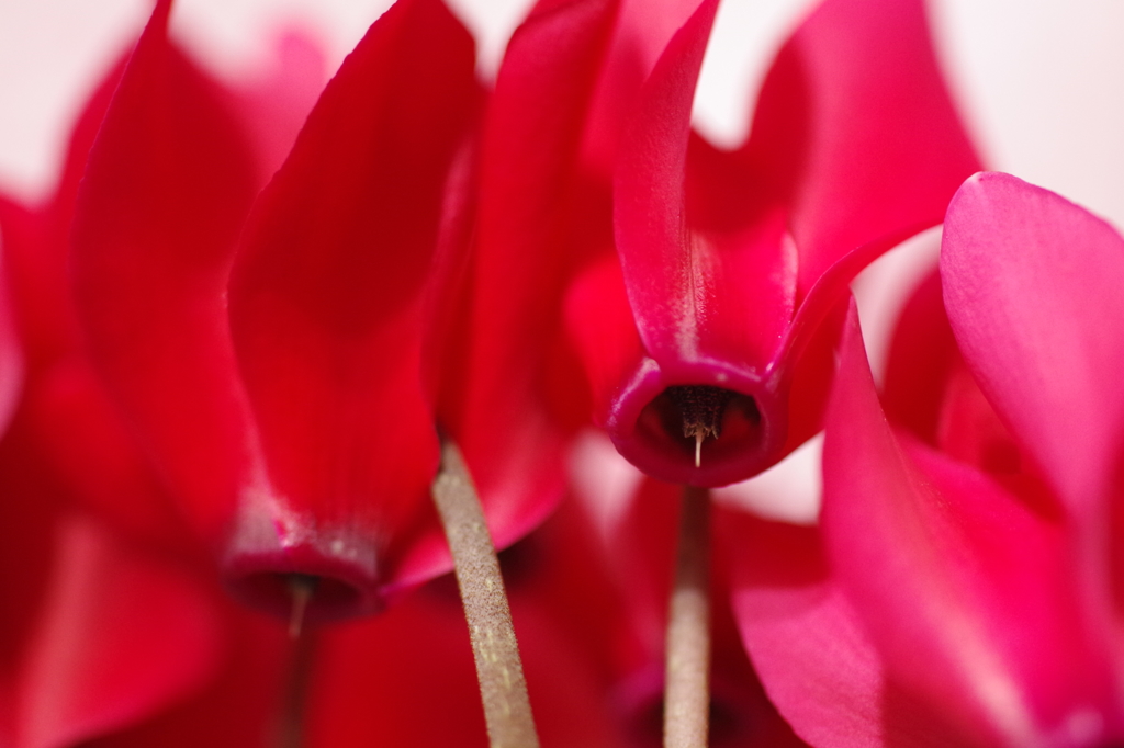 紅いシクラメン-2