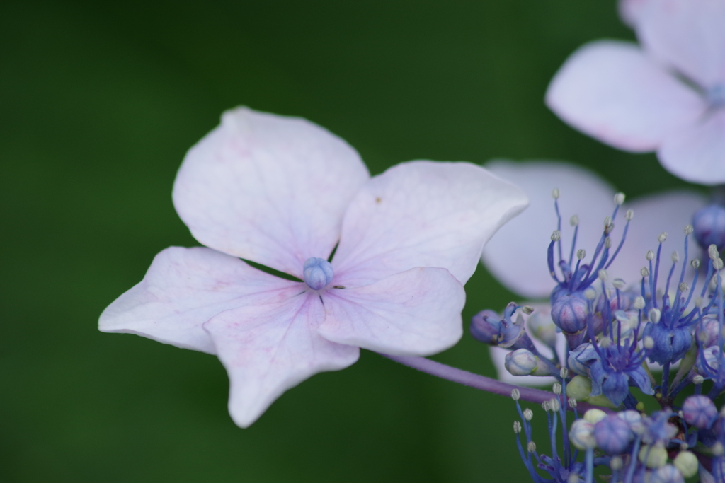 家の周りで‐装飾花と真花