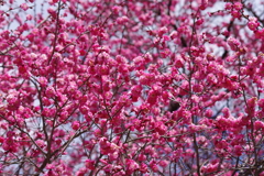 花散歩-八重咲の紅梅だらけ