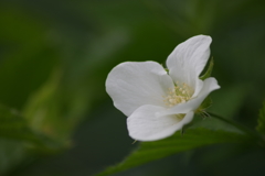 花散歩‐白山吹2