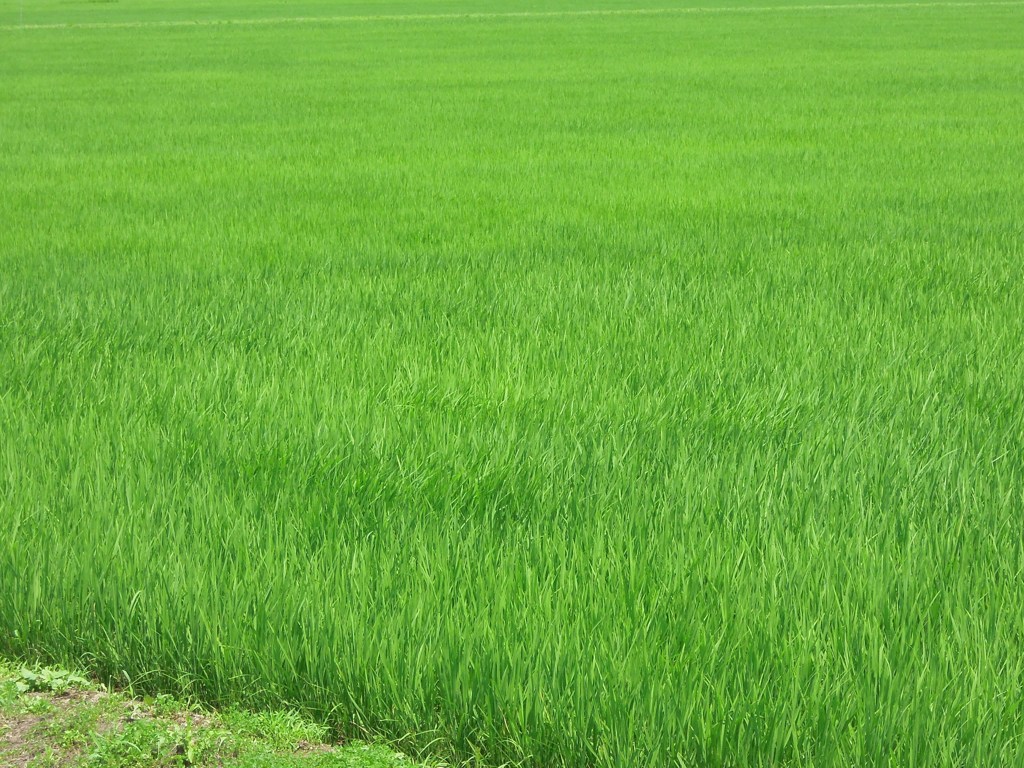 夏の日と風とさわさわ