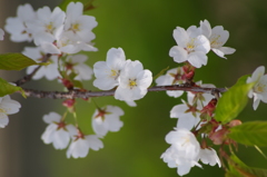 桜色・いろいろ10