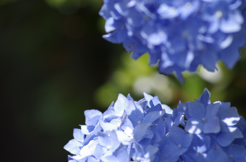 花散歩‐水色の紫陽花