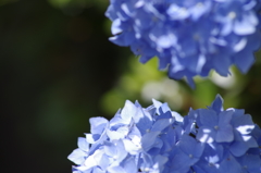 花散歩‐水色の紫陽花