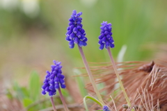 花散歩-紫色のムスカリ