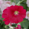 花散歩‐深紅の立葵