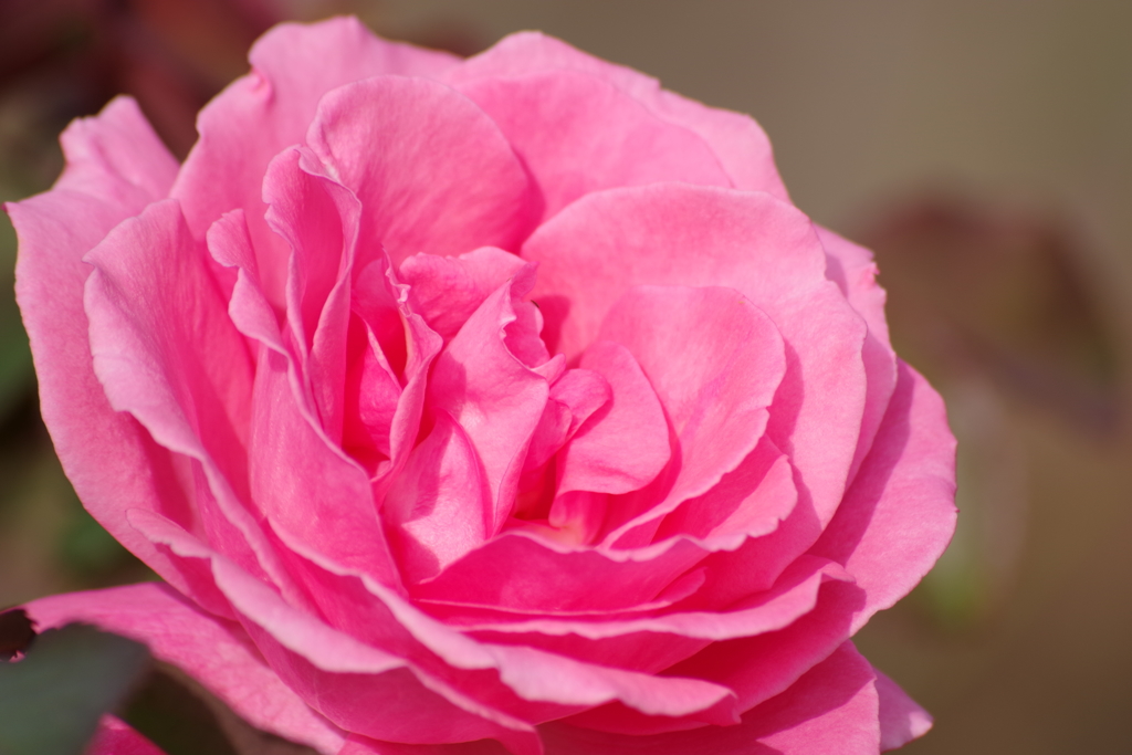 重なる花弁-5