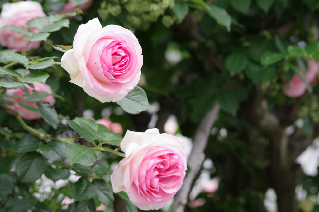 花散歩-ピンクのバラ