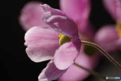 桃色の秋明菊-3