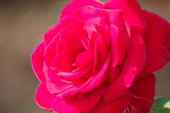 重なる花弁-2