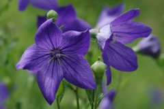 夏の野草園‐桔梗