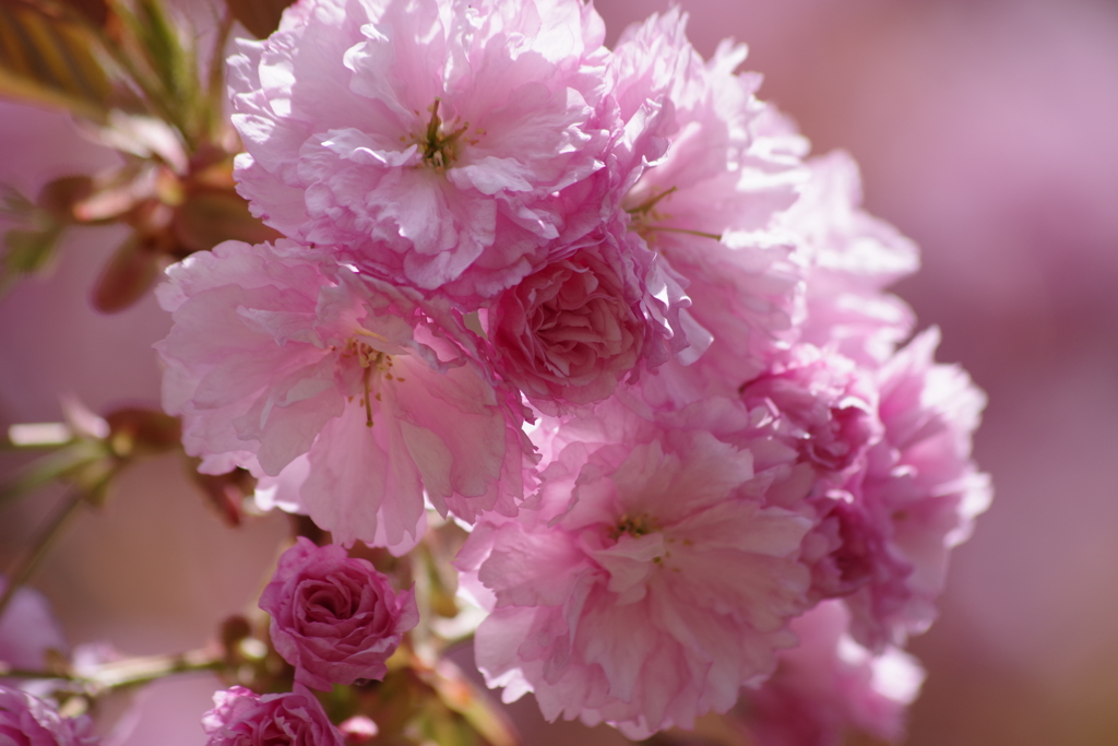 花散歩‐八重の桜2