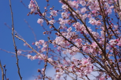 花散歩-青空に桜
