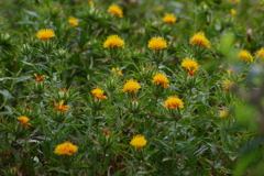 花散歩‐紅花