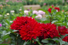 秋田のダリア-アジタート