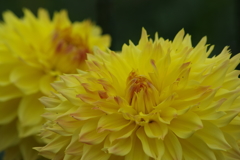 秋田のダリア-35