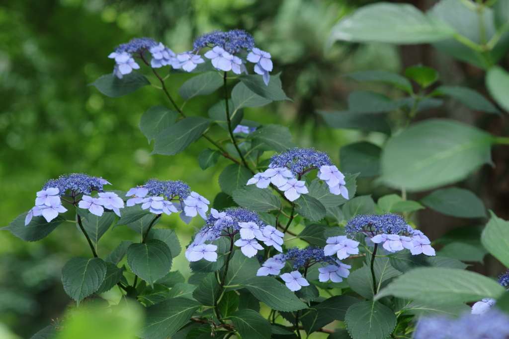 西蔵王公園の紫陽花-4